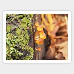 Very young sulphur tuft mushrooms Sticker